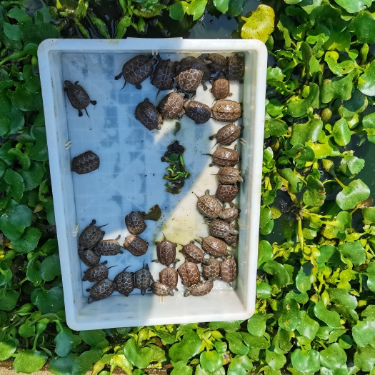 南丰县自家基地草龟苗10-60克大量上市，无中间商，量大从优！
