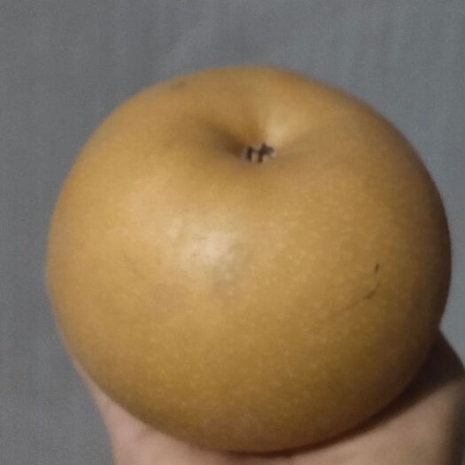 赞皇县梨树苗秋月梨树苗
