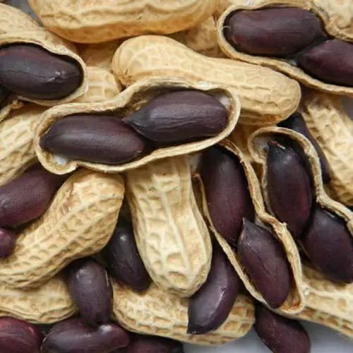 山東現(xiàn)摘新貨堅果農(nóng)家黑花生帶殼黑皮紫皮生花生