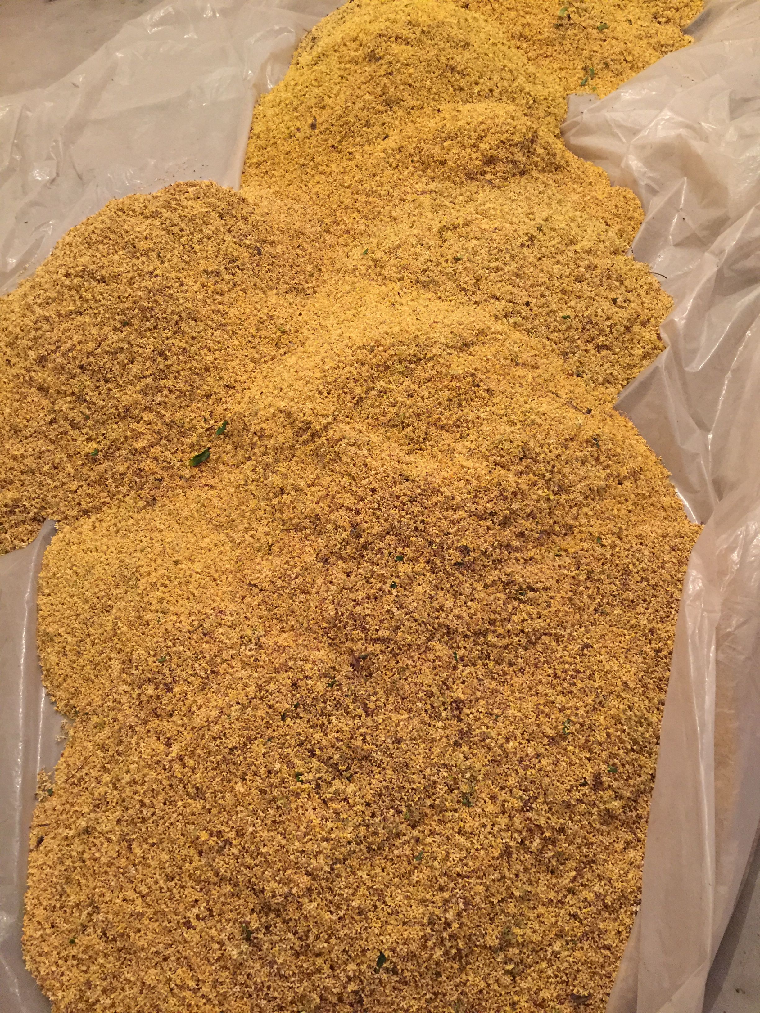 桂花瓣 桂花花
