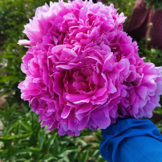 菏泽4年芍药晴雯限量1000出售