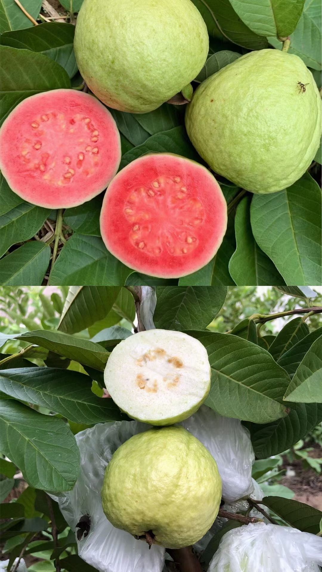 供应，红宝石番石榴苗