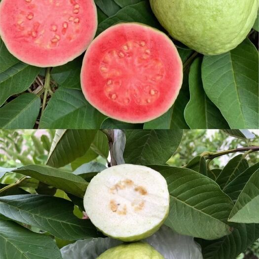 灵山县供应，红宝石番石榴苗