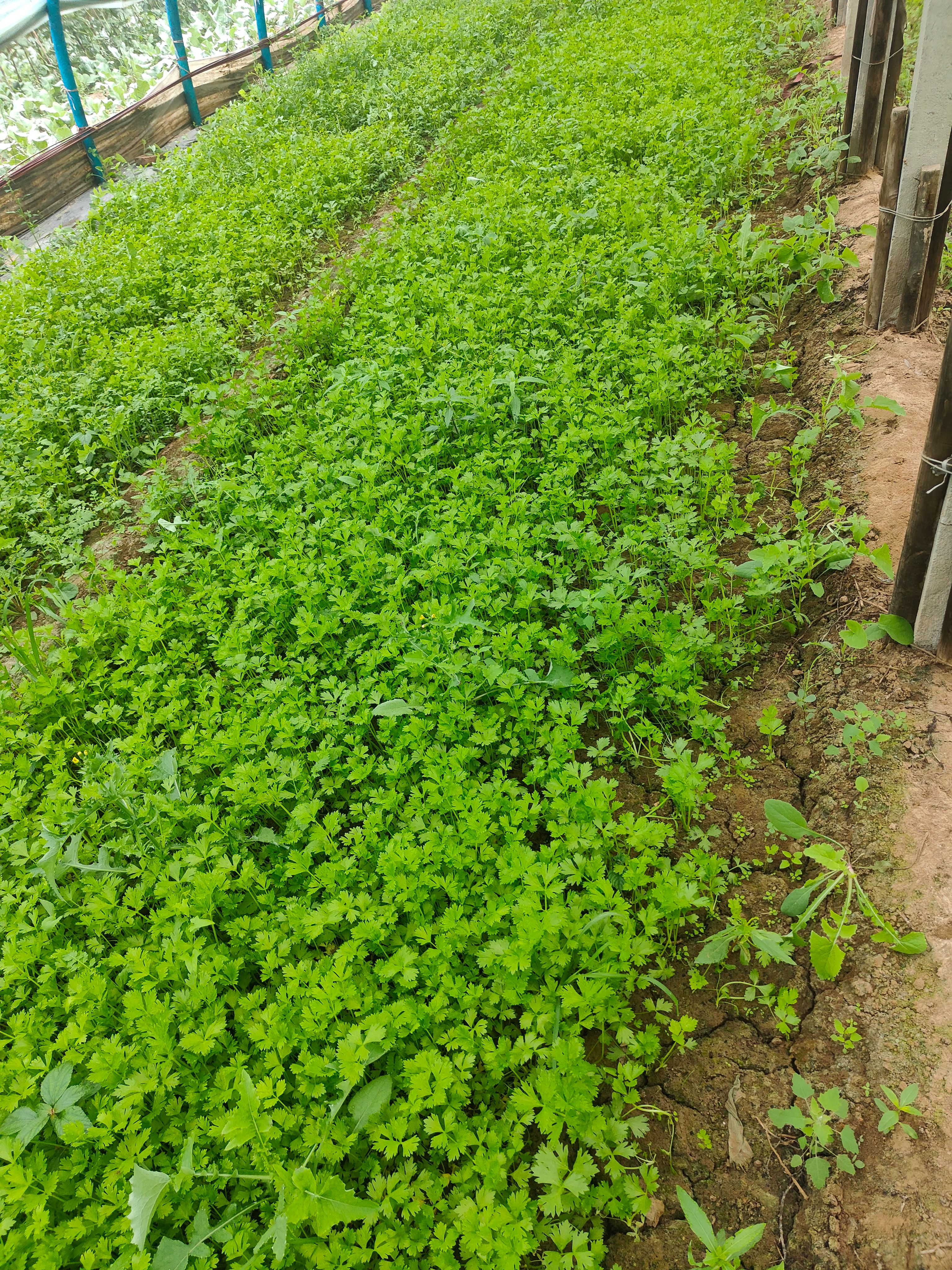 芹菜苗  法国皇后当天拔苗当天发货质量好