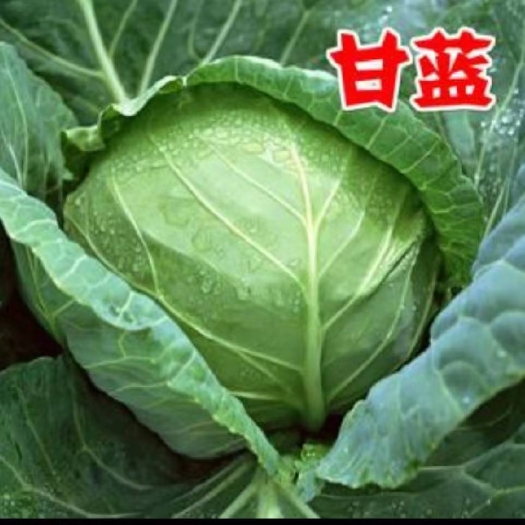 蔚县 黄心大白菜/中甘甘蓝