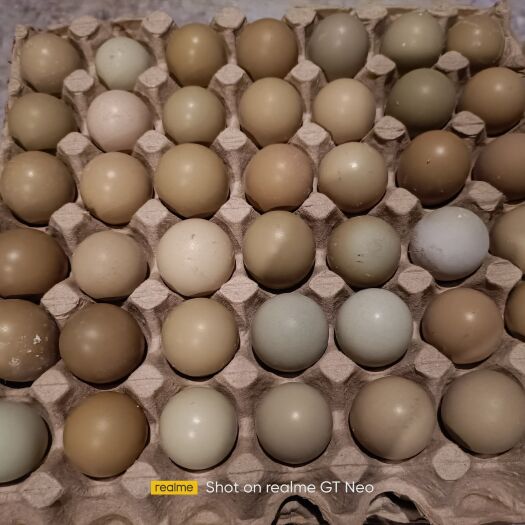 七彩山鸡蛋。出生蛋，20克左右，保证质量。