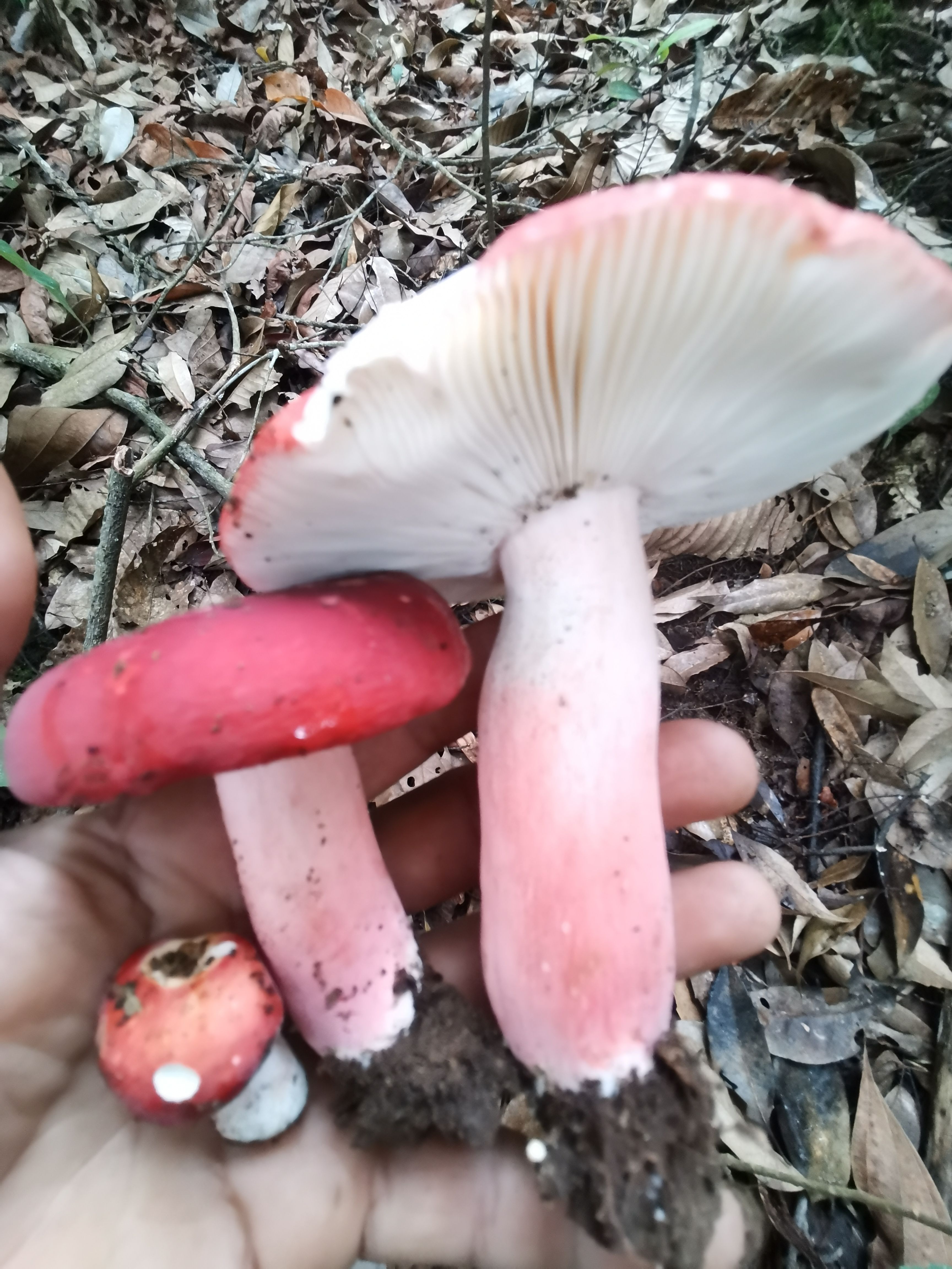 云南高山红菇，产地直发