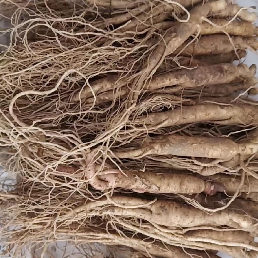 抚松县园参  [包邮长白山4年小鲜参，煮水煲汤泡酒坏烂补发