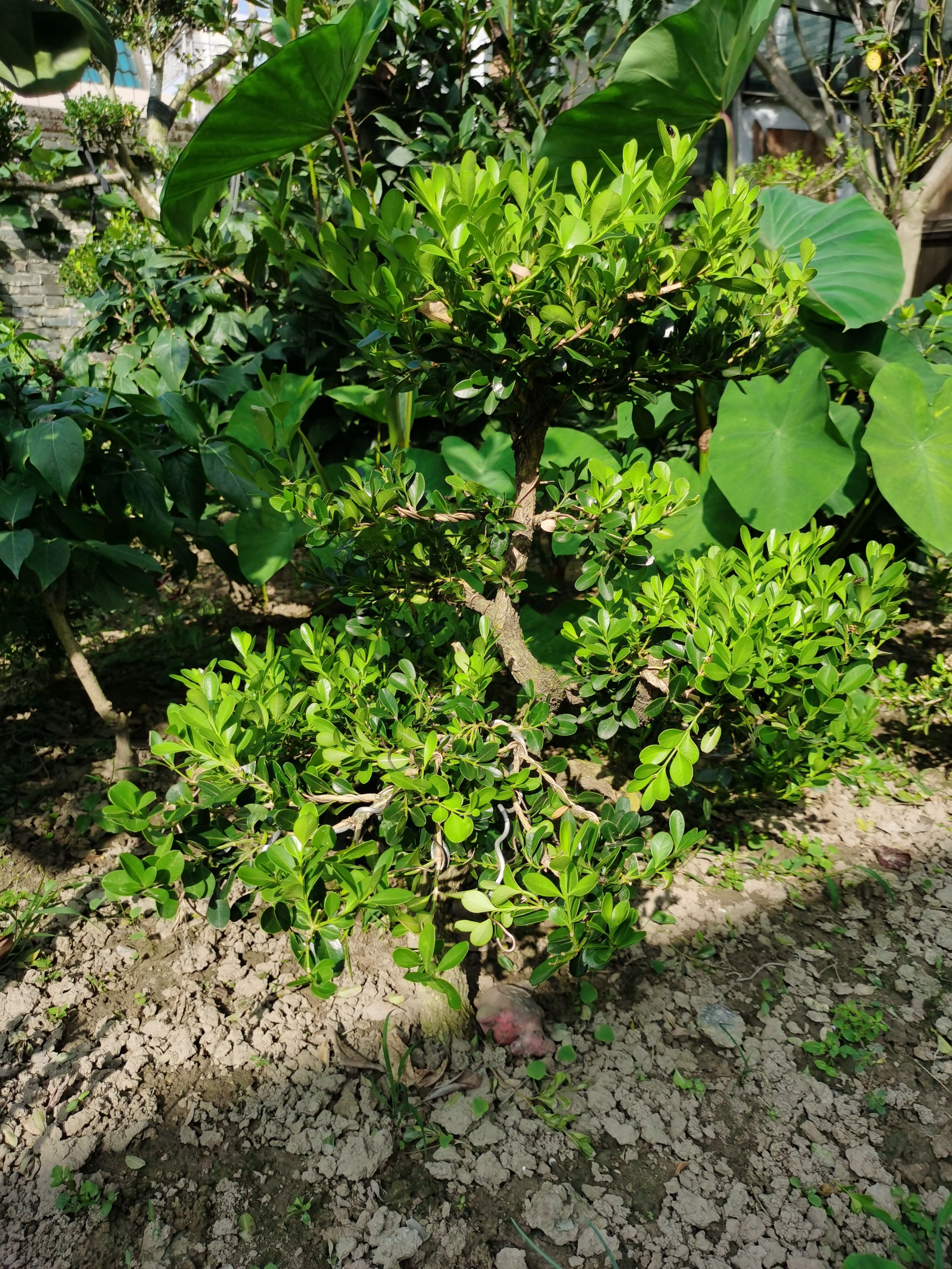  造型黄杨树