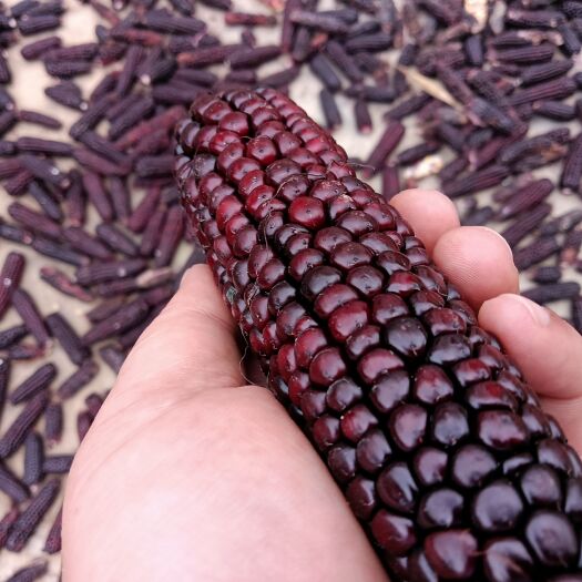 益阳黑玉米粒  黑玉米干籽粒可煲粥熬汤喝花青素