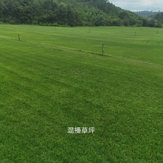 昆明草坪