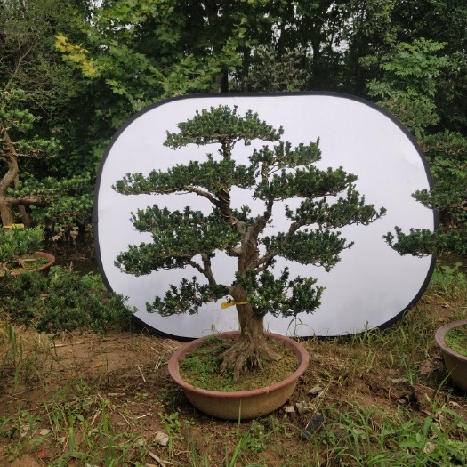 沭阳县雀舌罗汉松 米叶罗汉松盆景