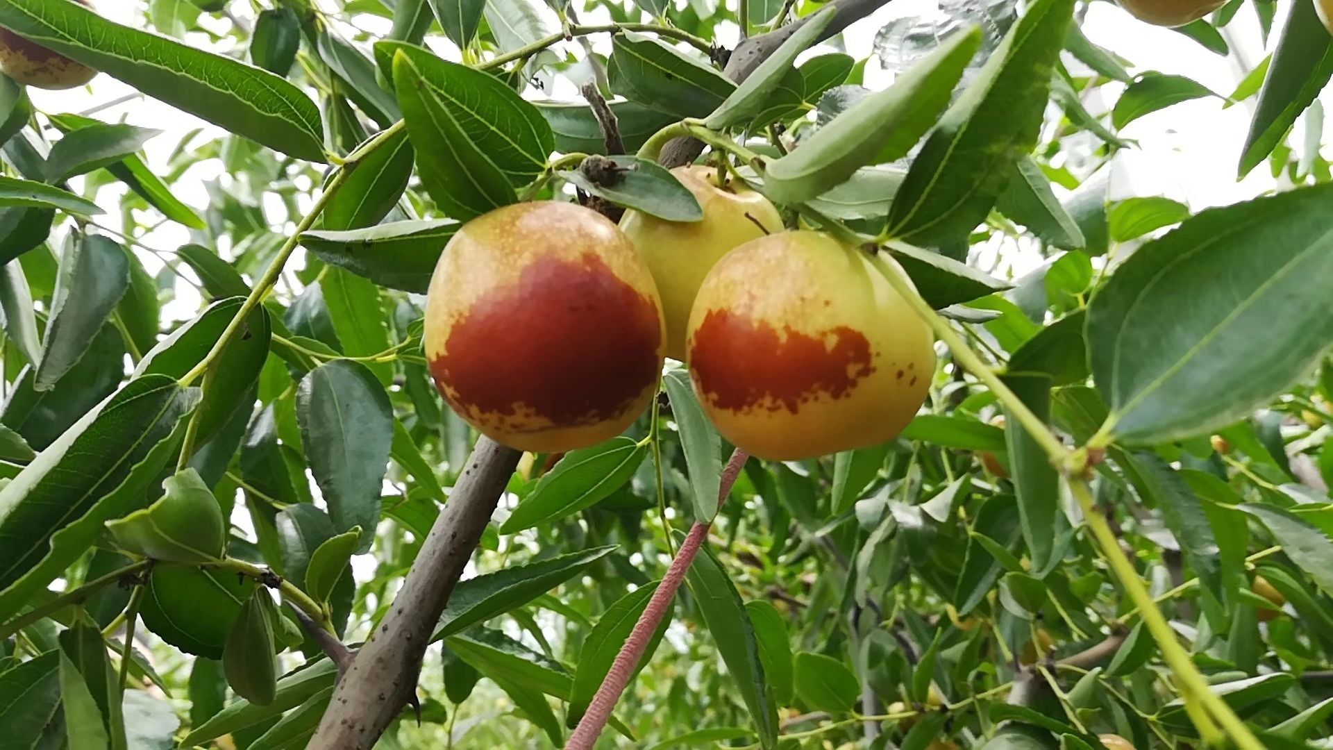 山东沾化冬枣酥脆甘甜 对接商超 档口 电商 团购 冬枣代办