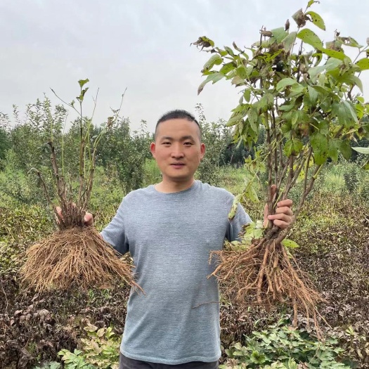 菏泽观赏牡丹  现在是牡丹和芍药适宜种植期，芍药全国发货，牡丹大部分省份发货