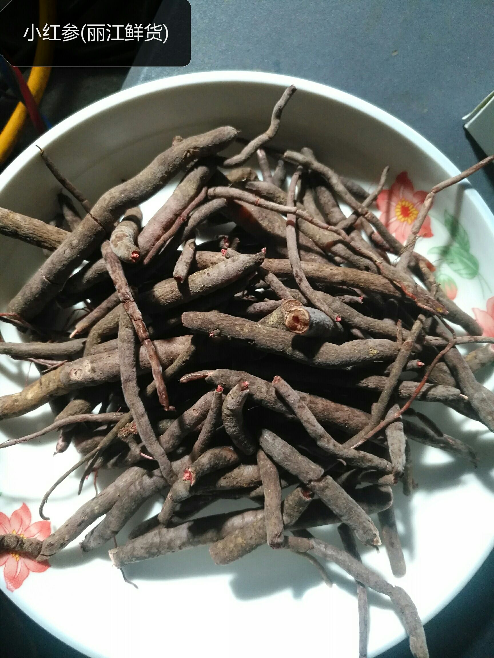 红果参  小红参(山林野生)
