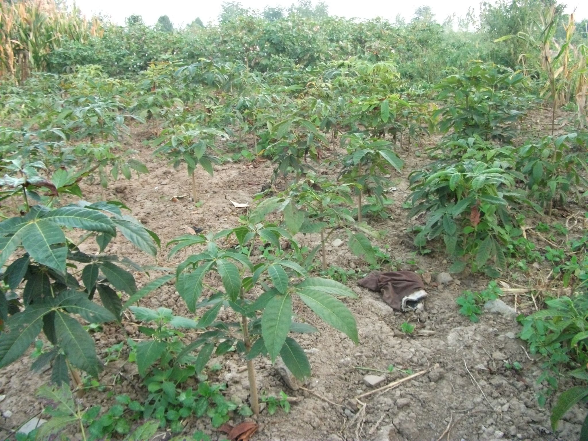 七叶树苗七叶树小苗工程绿化苗木行道园林苗木七叶树