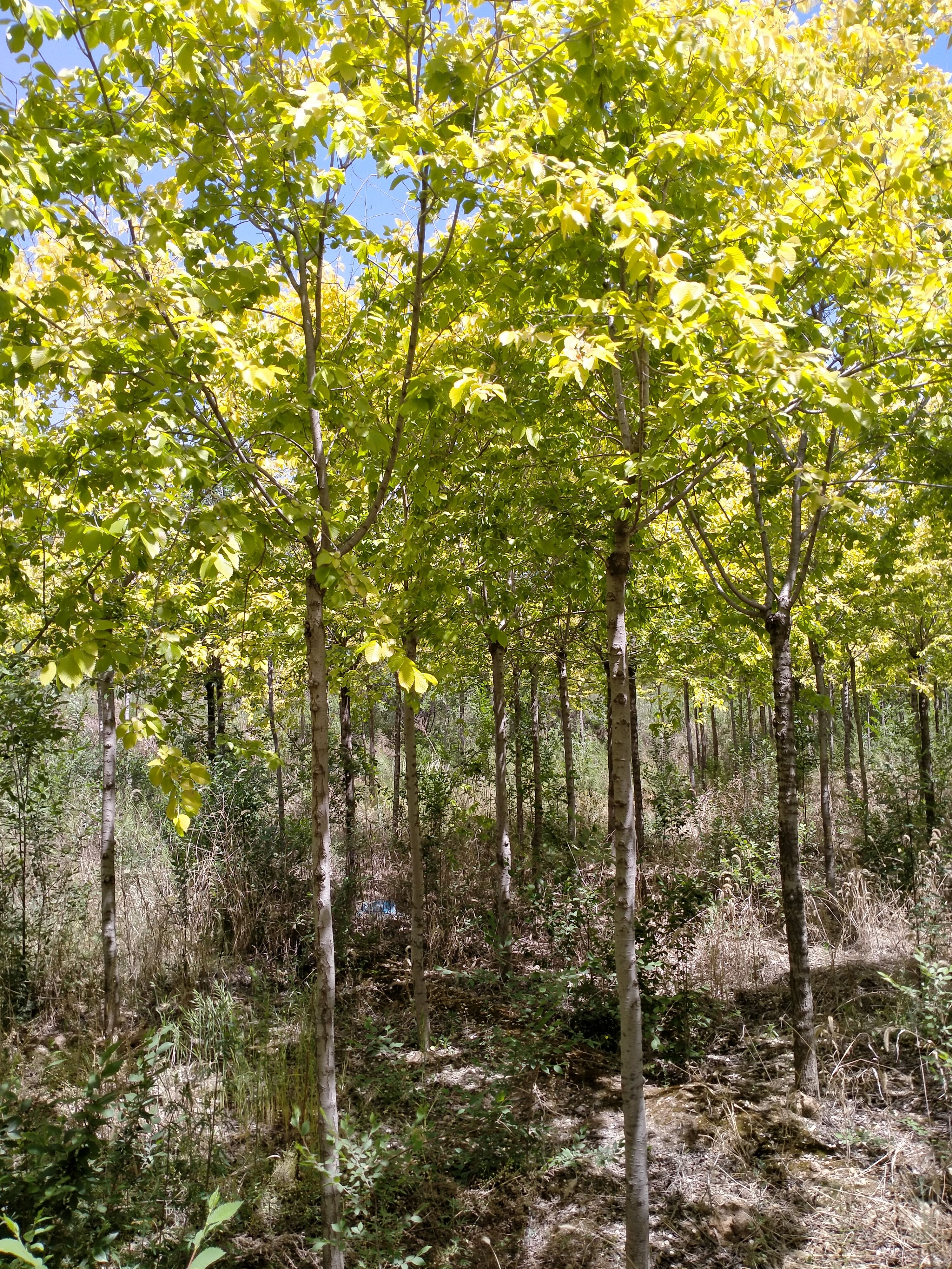 低价出售金叶榆高杆金叶榆5公分7公分量大