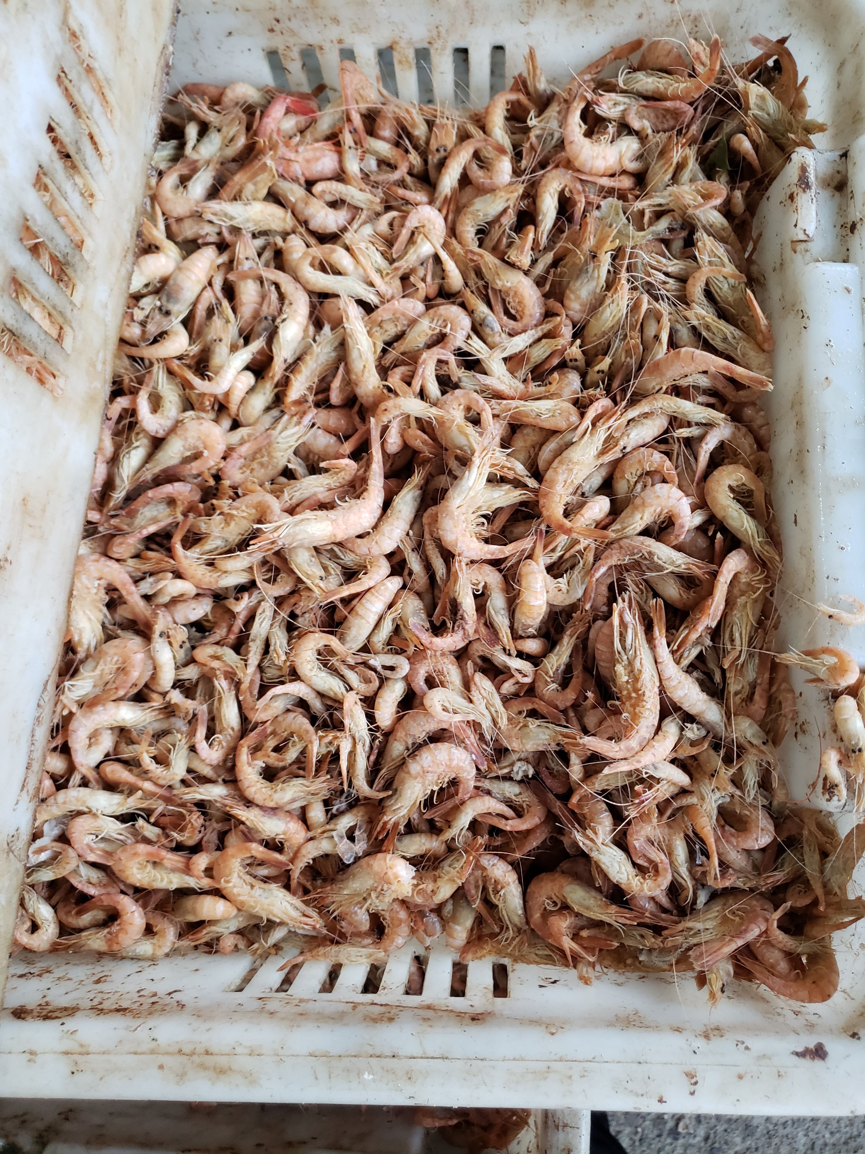 红虾  草虾（黑虾）