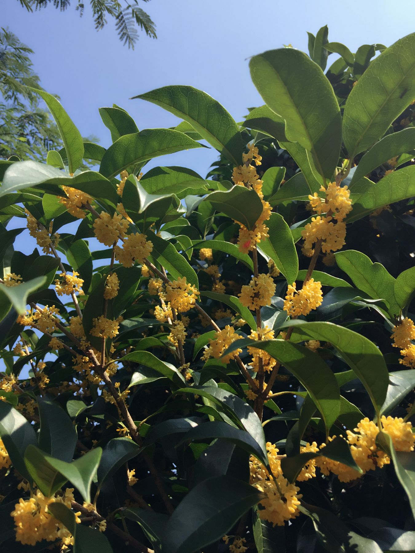 桂花瓣 桂花花