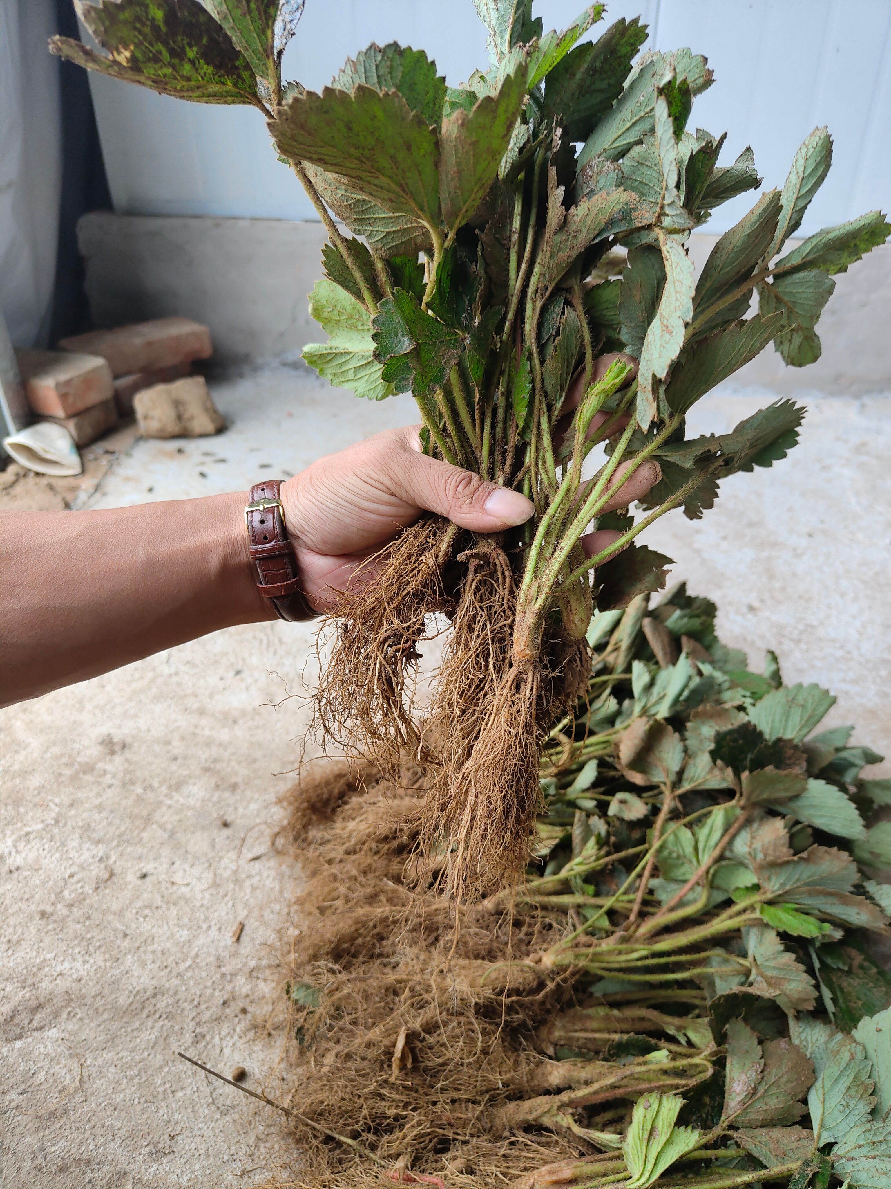 草莓苗基地，红颜草莓苗，章姬草莓苗，隋珠草莓苗，基地直销