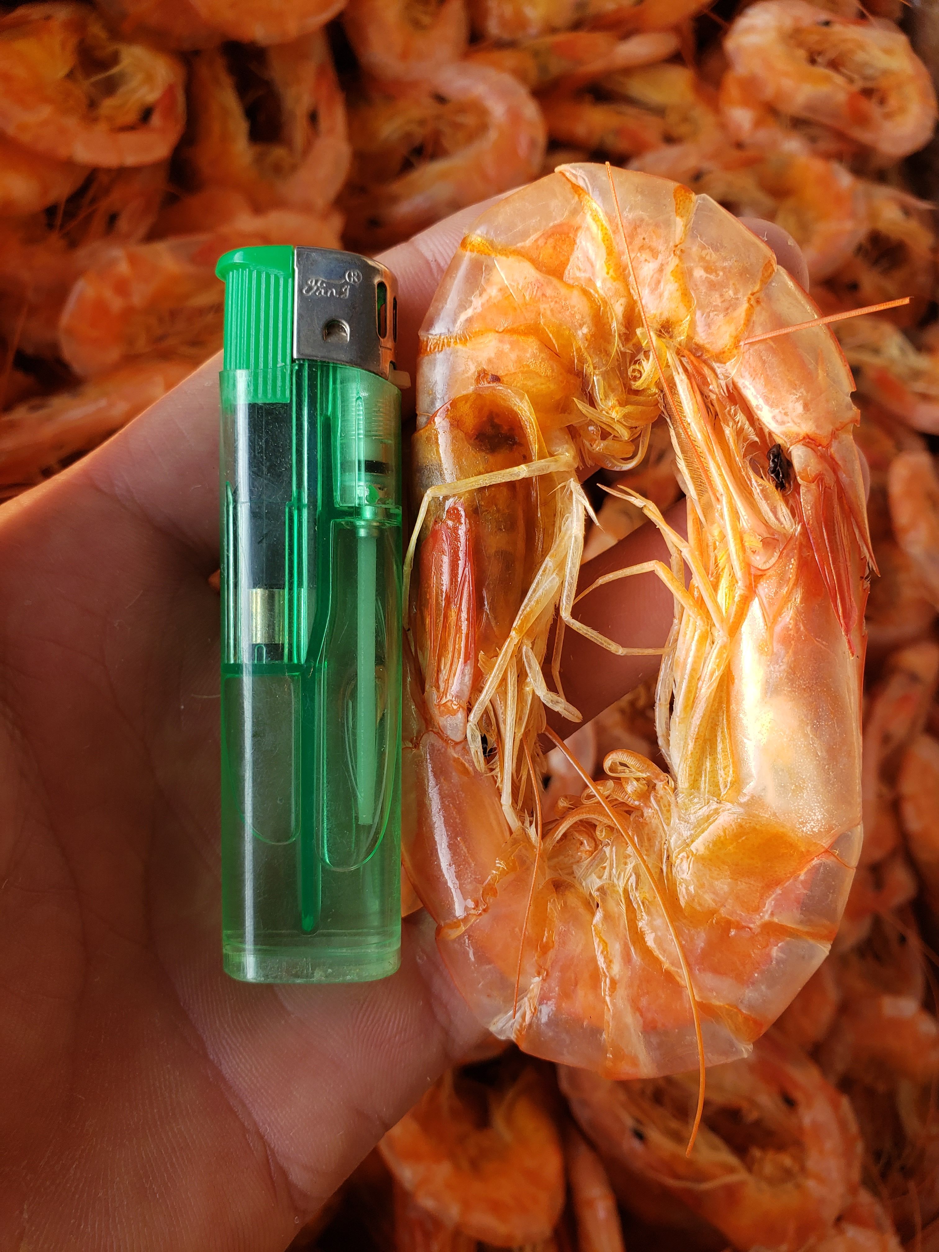 现有精品烤虾干，个头大，干度好，味道美丽