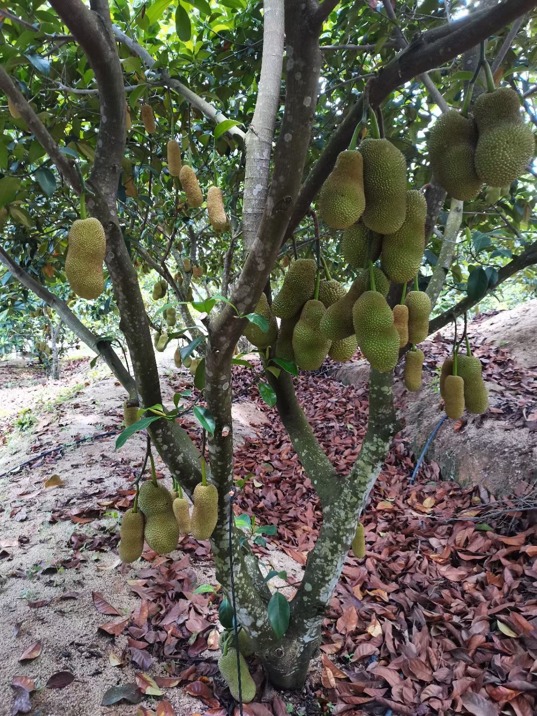 尖蜜拉  海南红肉黄肉榴莲蜜