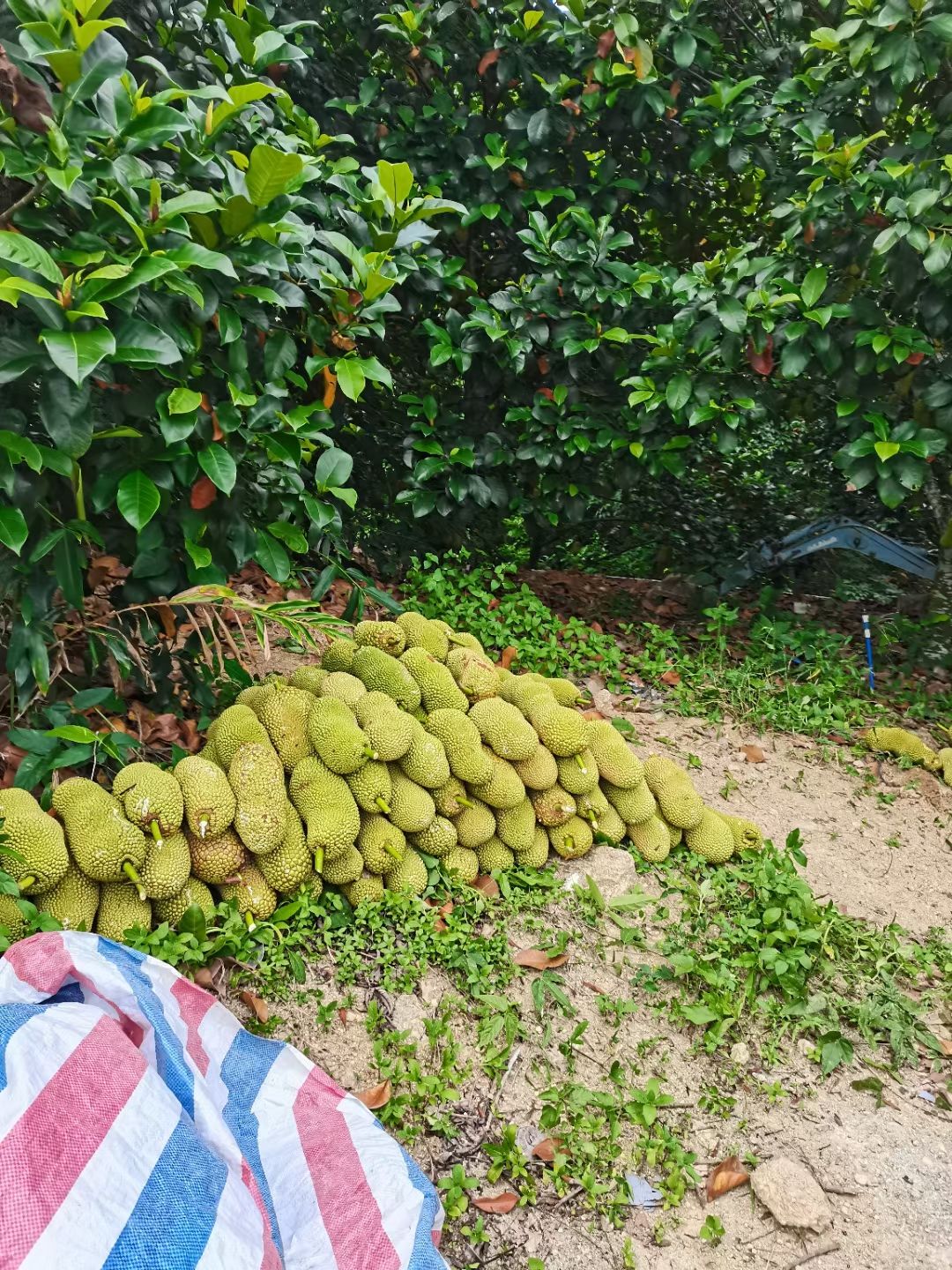尖蜜拉  海南红肉黄肉榴莲蜜