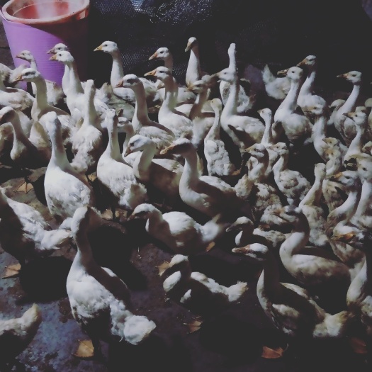 兴义市 大白鹅，贵州黔西南