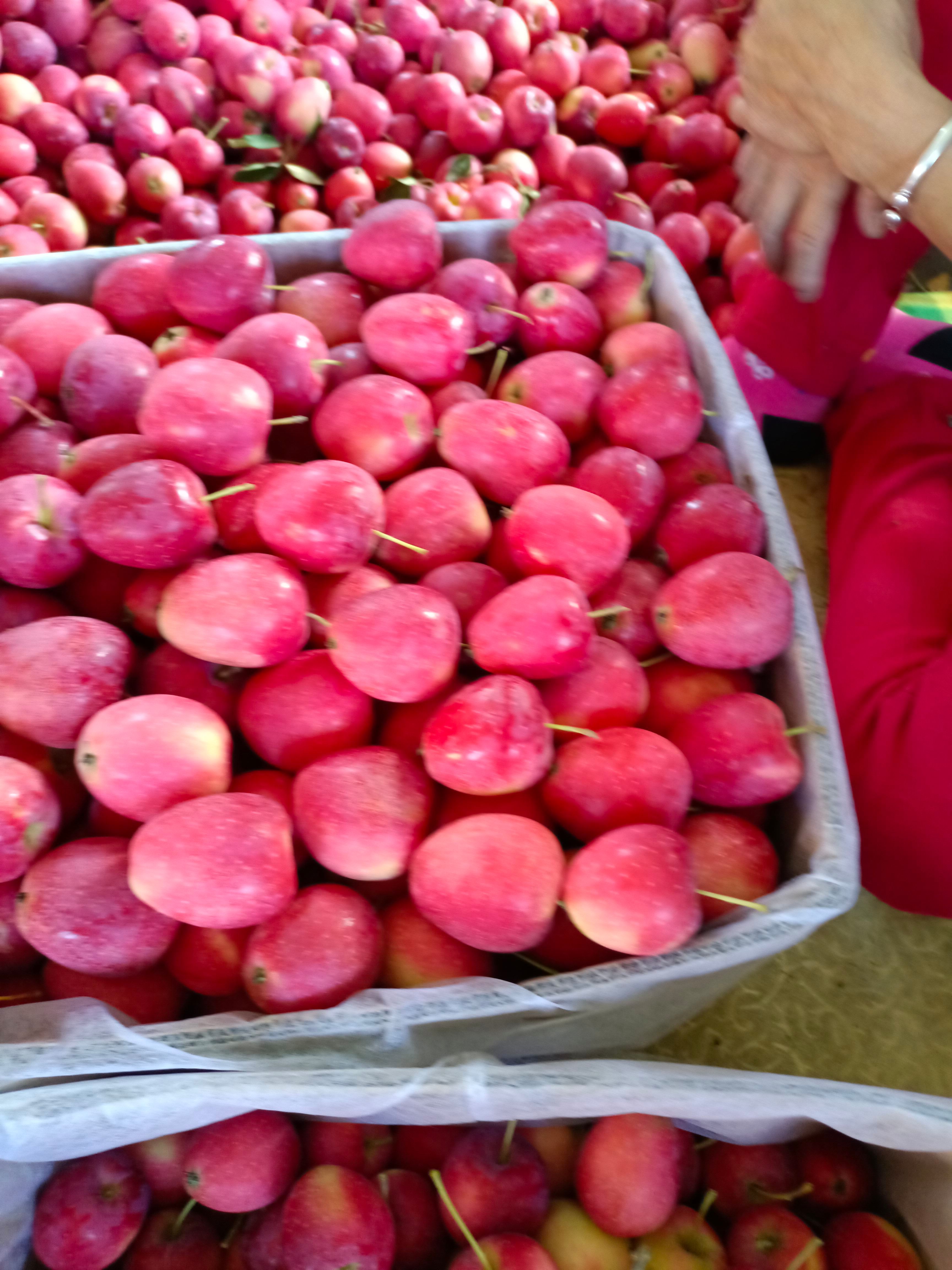 锦绣海棠果 鸡心果，，产地大量有货，预订中