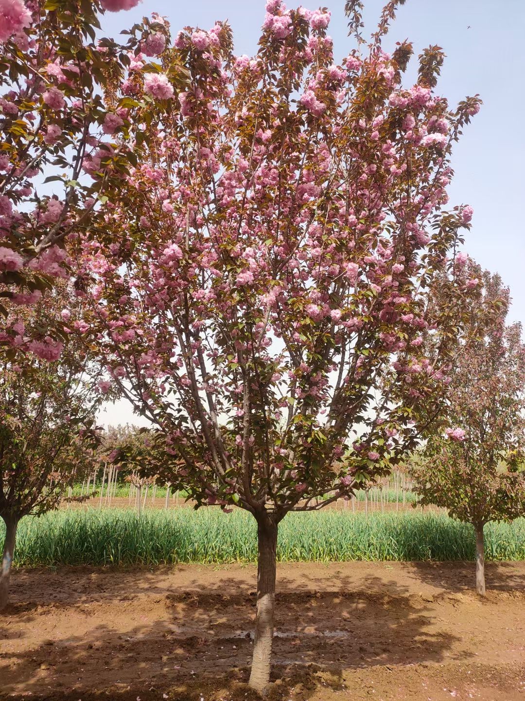 日本晚樱樱花树各种规格5到30公分现货