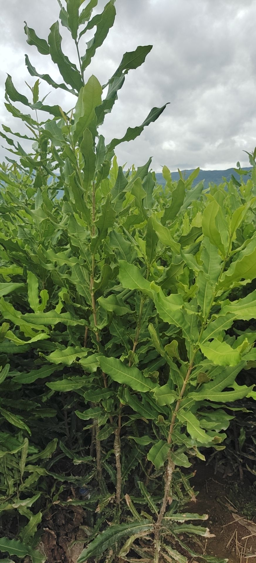 夏威夷果苗嫁接苗(澳洲坚果苗)，桂热一号靚苗，量大从优