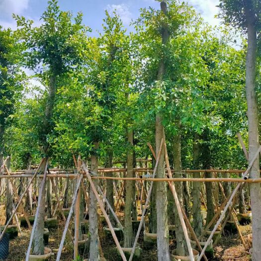 漳浦县漳州基地小叶榕，供应四川重庆贵州云南行道树绿化工程