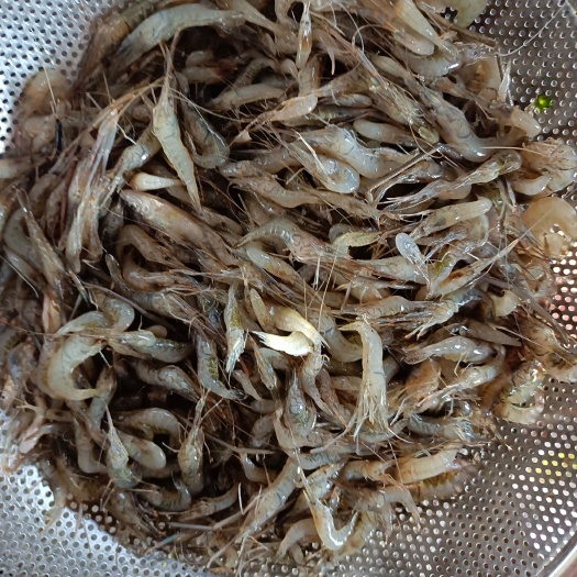 红安县草虾  小河虾
