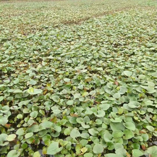 宜宾鱼腥草  鱼醒草叶，折耳根叶