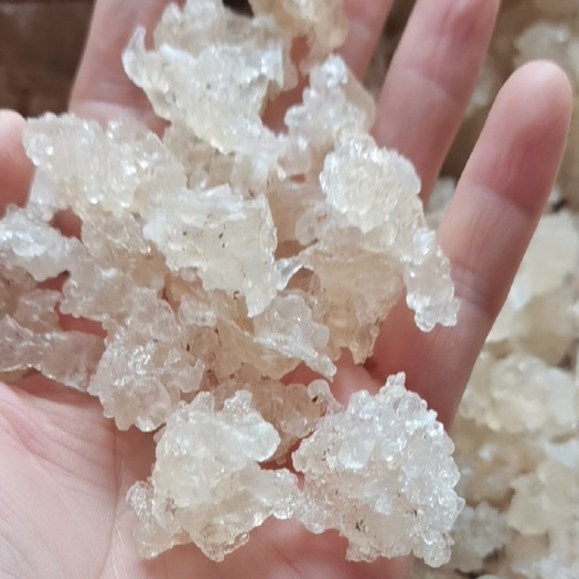 昆明雪燕