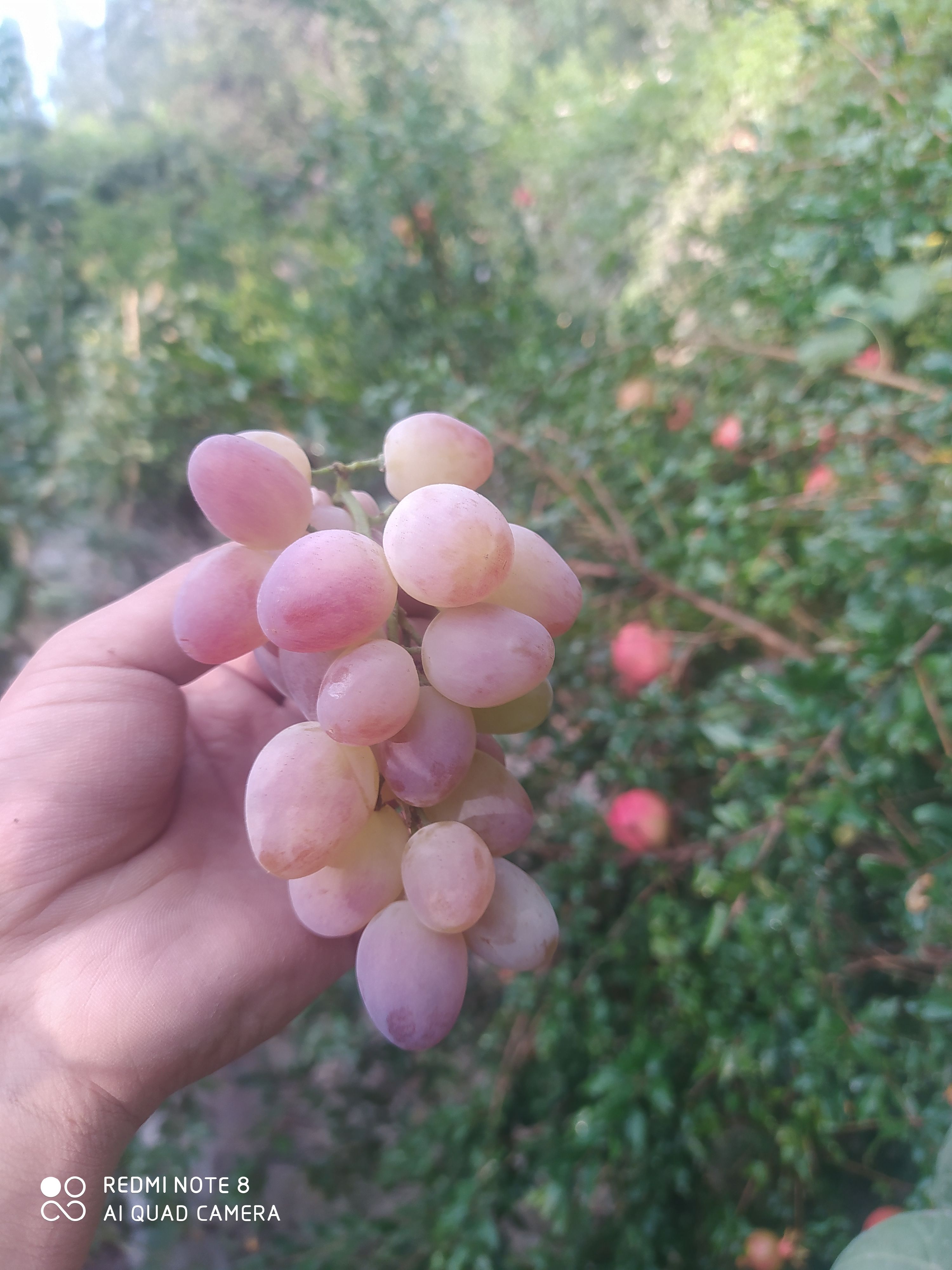 梅  新疆喀什酸梅干，自然的，没有加工，原味儿。