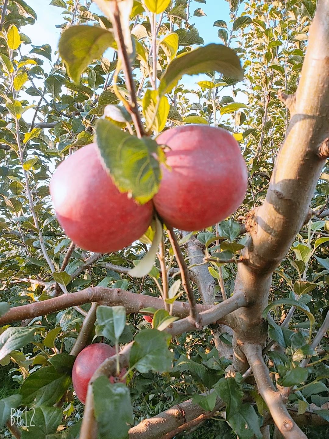 红将军苹果  苹果，昭通原产地苹果，质量上乘。欢迎骚扰