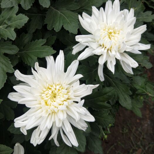 兰陵县 优质幽香白菊