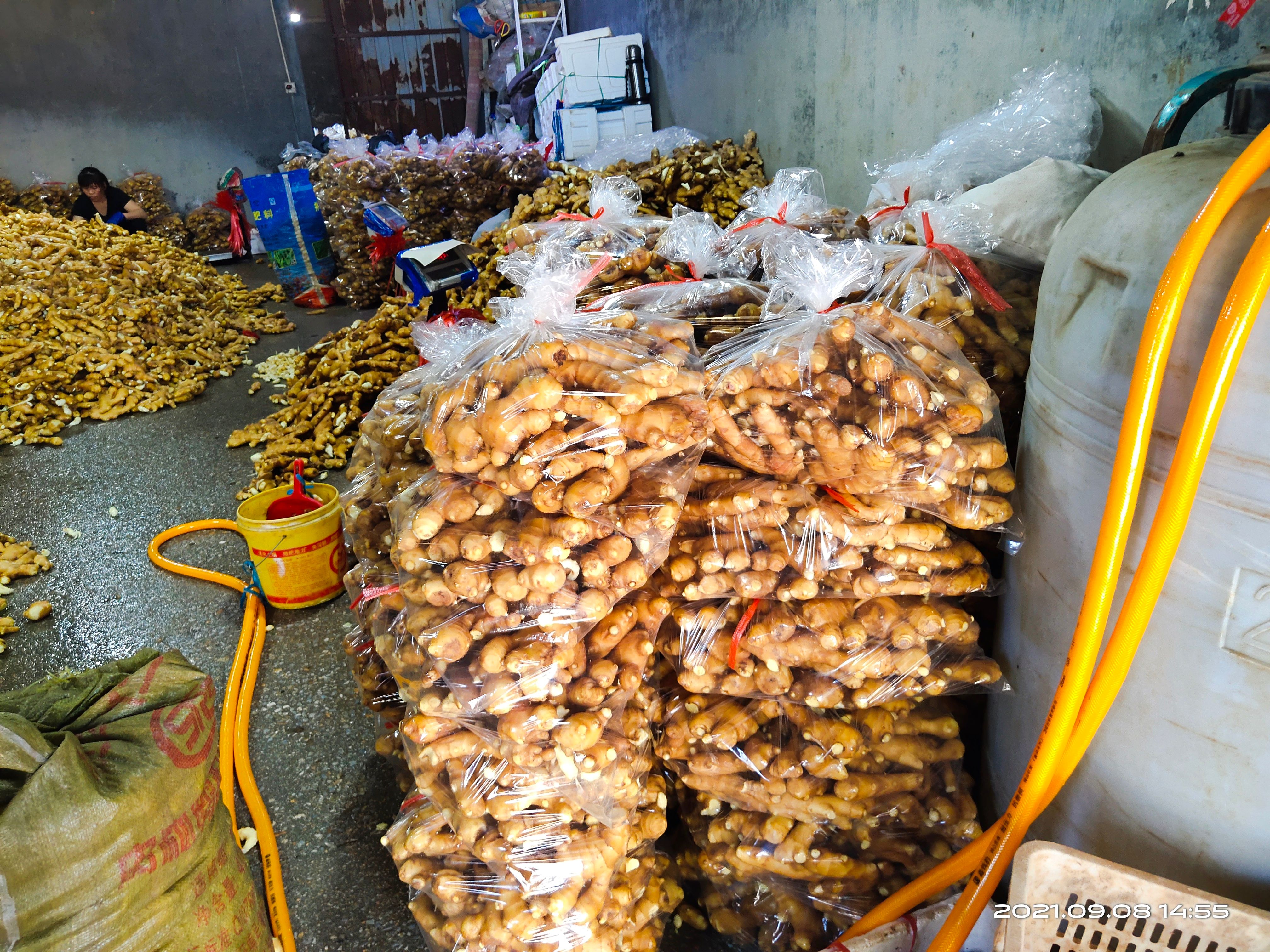 [大黄姜批发]大黄姜 昌邑生姜价格1.3元/斤 - 惠农网