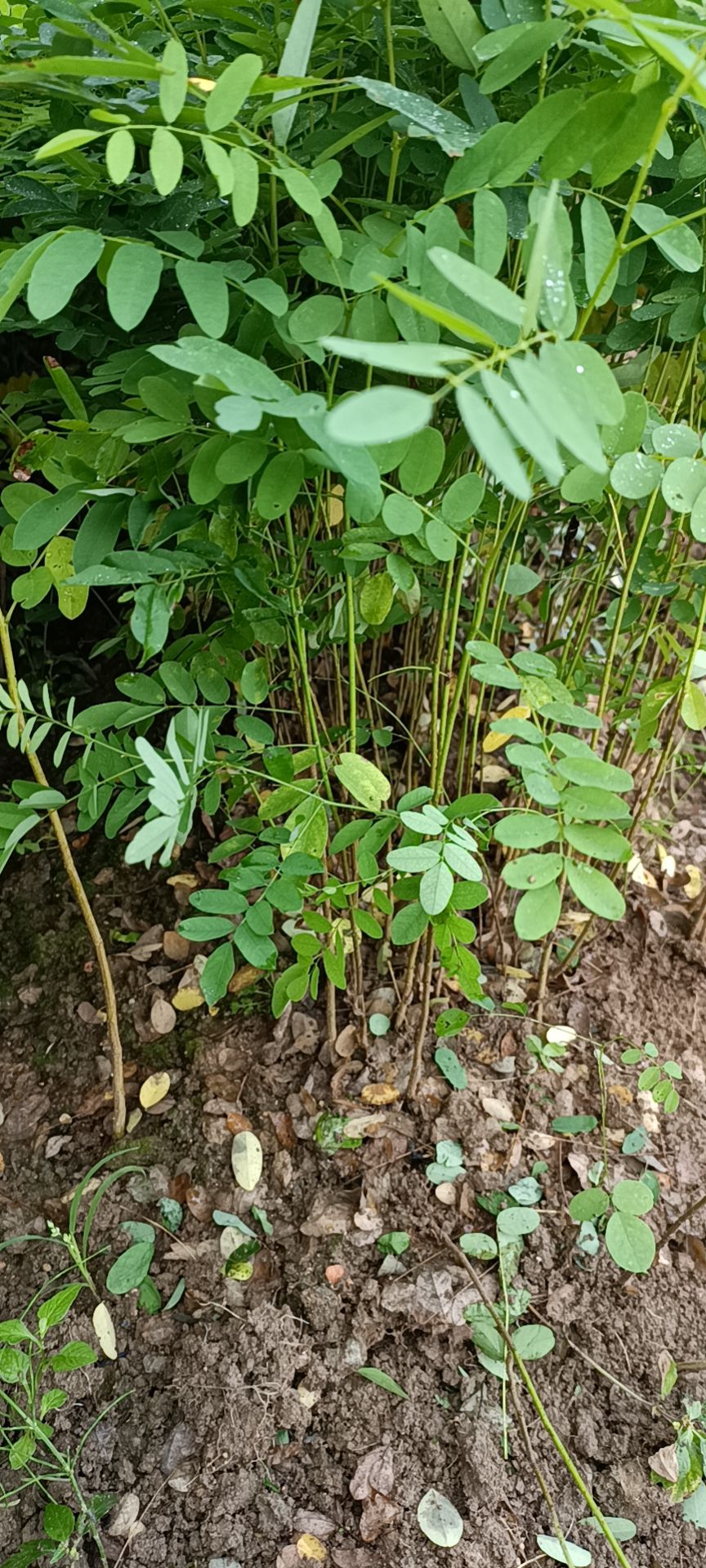 紫穗槐苗一年生棉条油条小苗大量供应