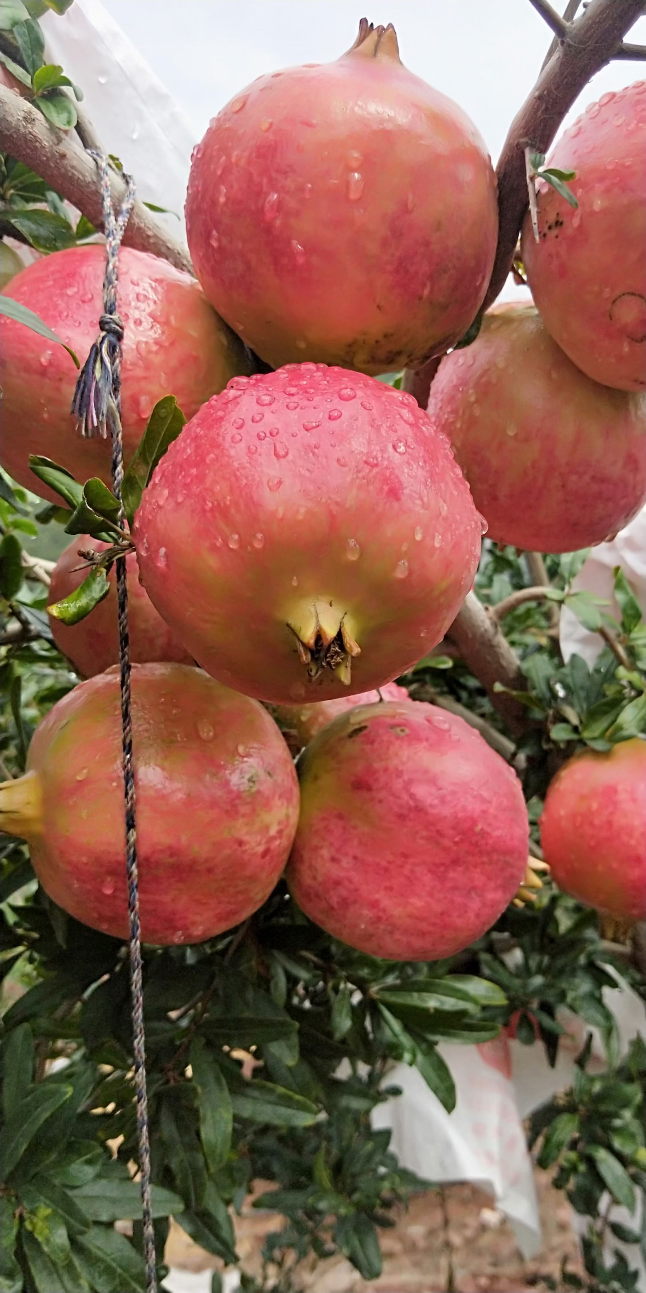 突尼斯软籽石榴 四川会理突尼斯软仔石榴