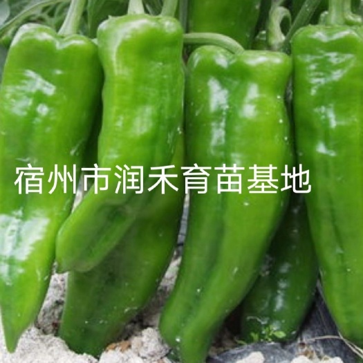 【精品苗】辣椒苗大牛角椒苗 301  308特大牛角椒苗