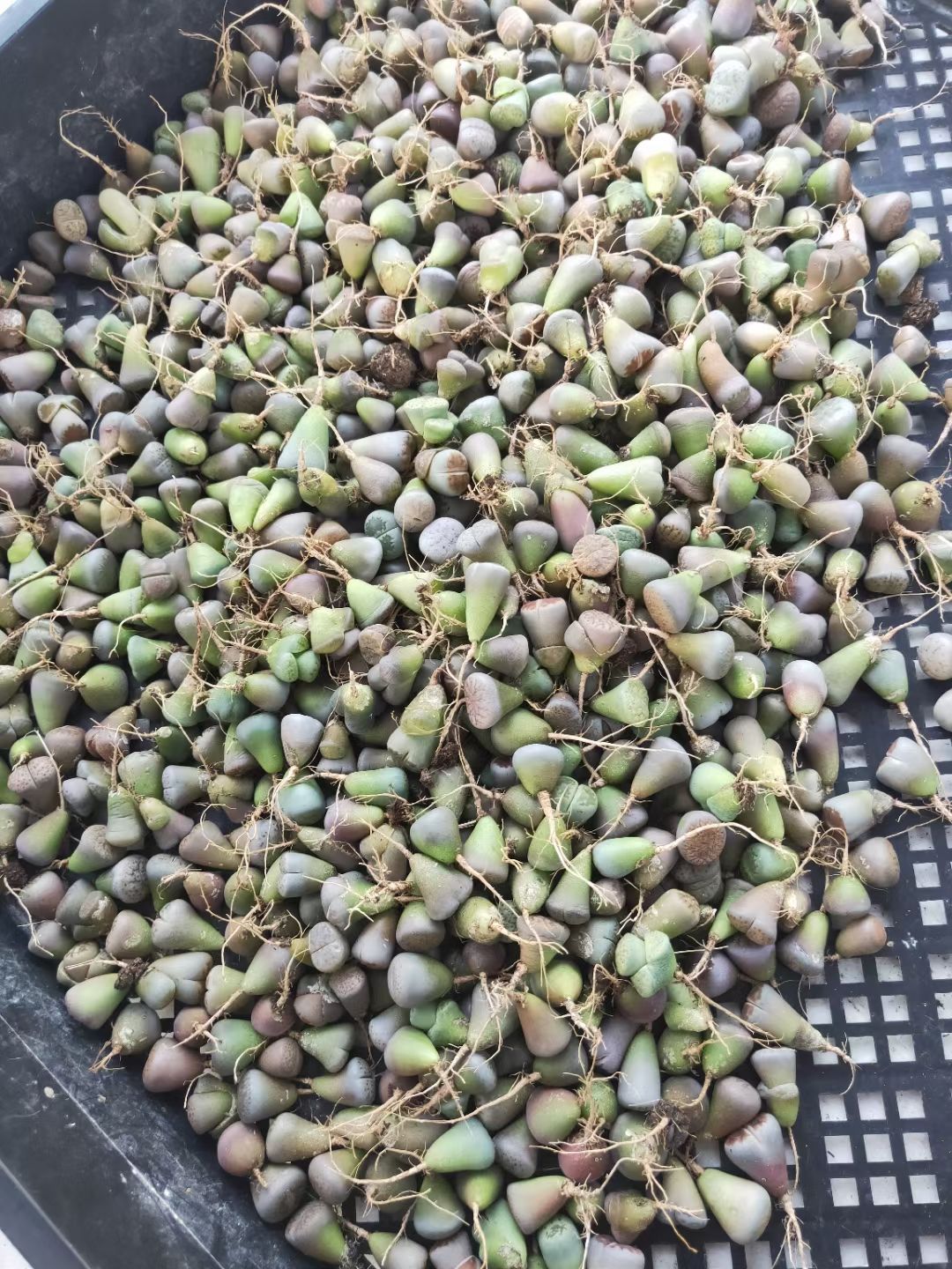  生石花多肉植物混合