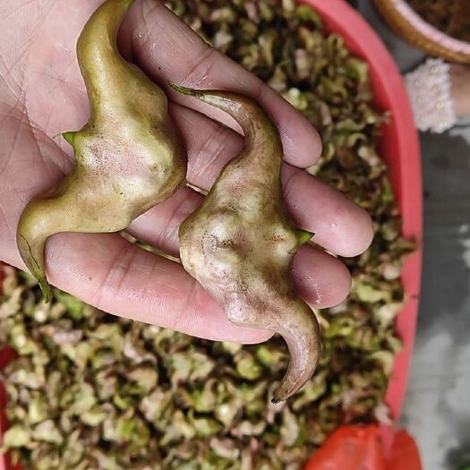 扬中市 菱角出售