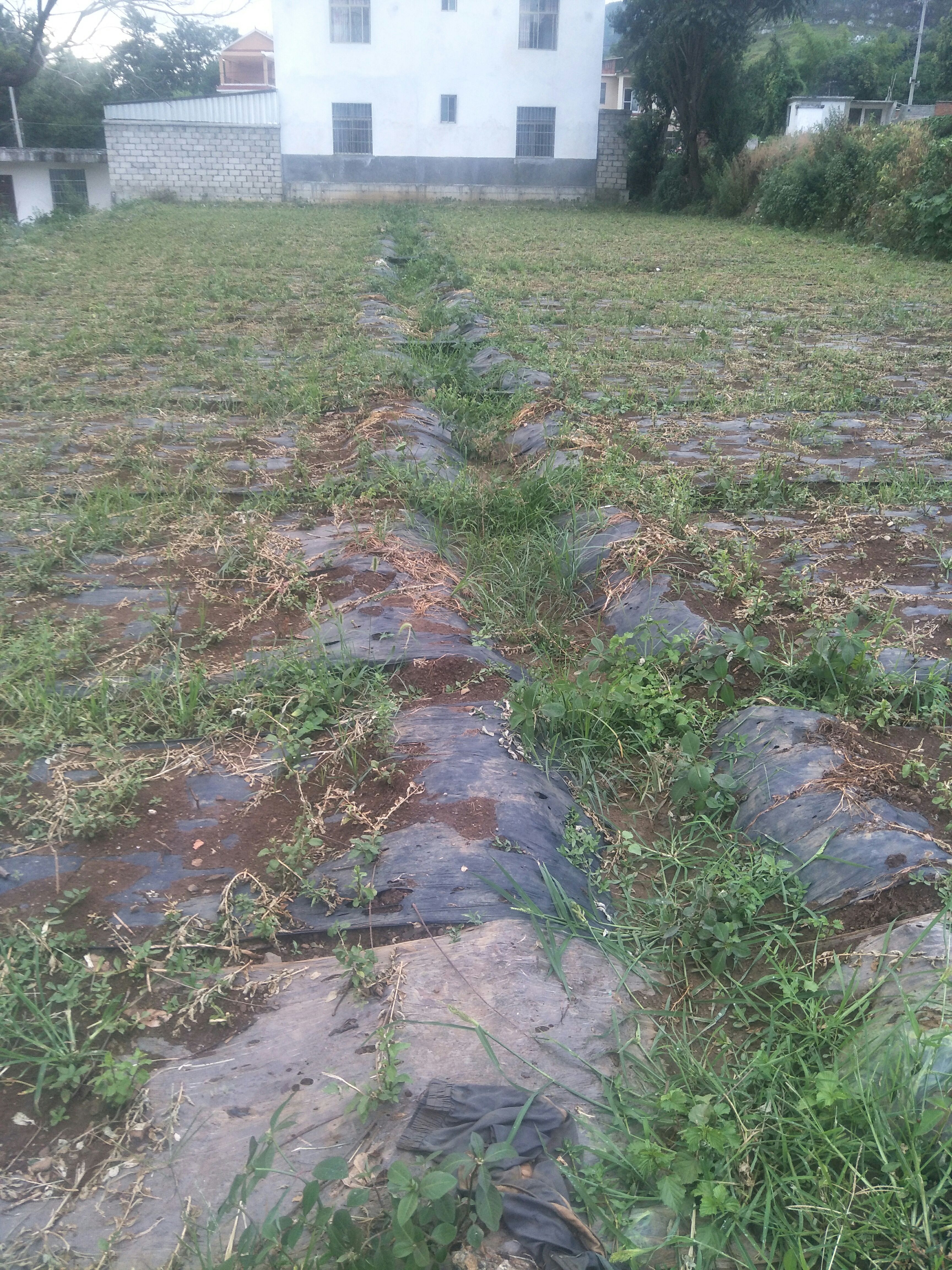 枸杞芽  云南高原露天种植，自己种植泡沬箱加冰快递发货有冻库