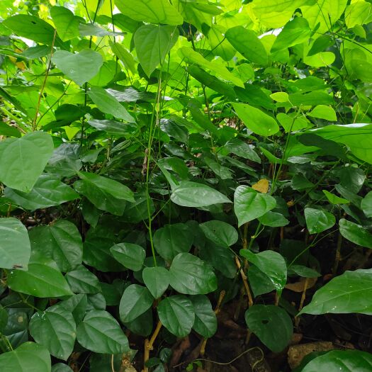 大新县山野菜  赤苍藤苗，龙须菜，姑娘菜苗