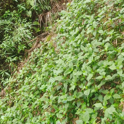 环江县香草  无硫林下种植自然生长无农药无化肥灵，薰衣草，广