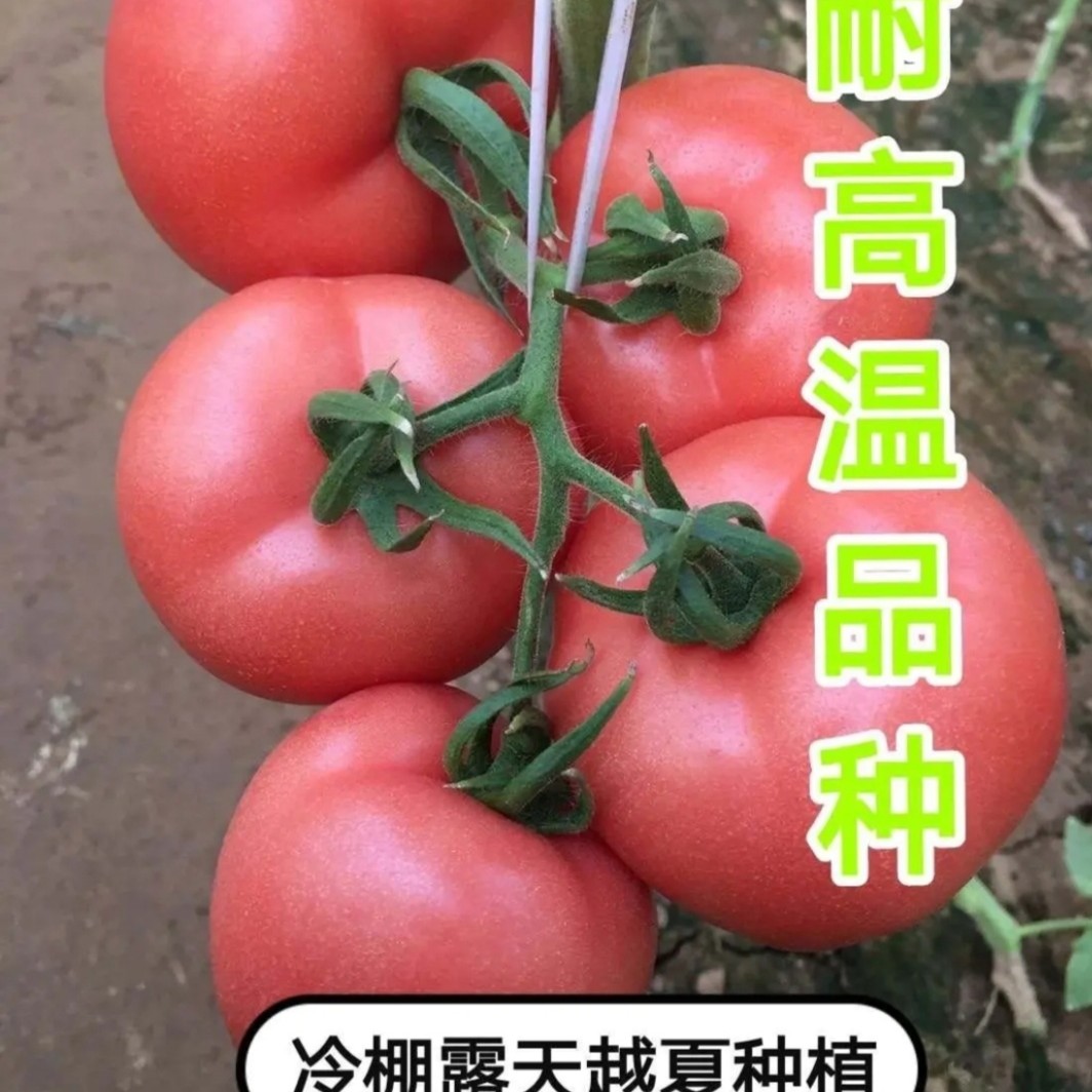 宿州硬粉番茄苗  西红柿苗 番茄苗