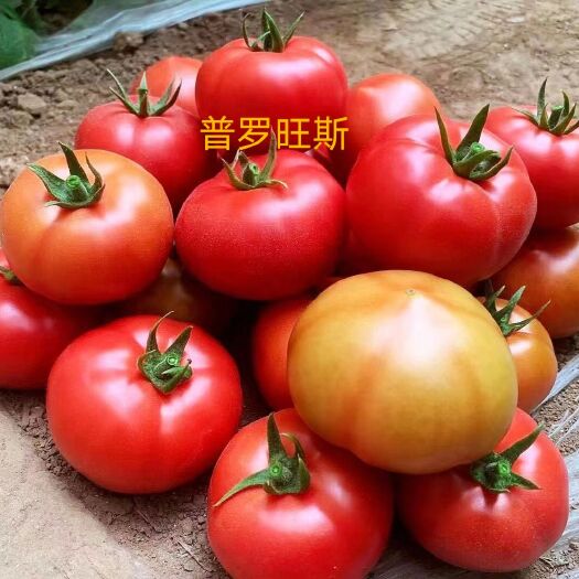 寿光市西红柿苗  圣女果番茄苗 草莓番茄苗 普罗旺斯粉果番茄苗
