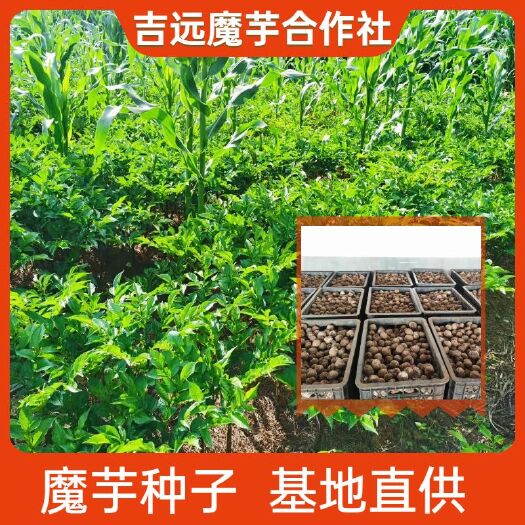 富源县基地直供花魔芋二代，全国包邮，量大从优